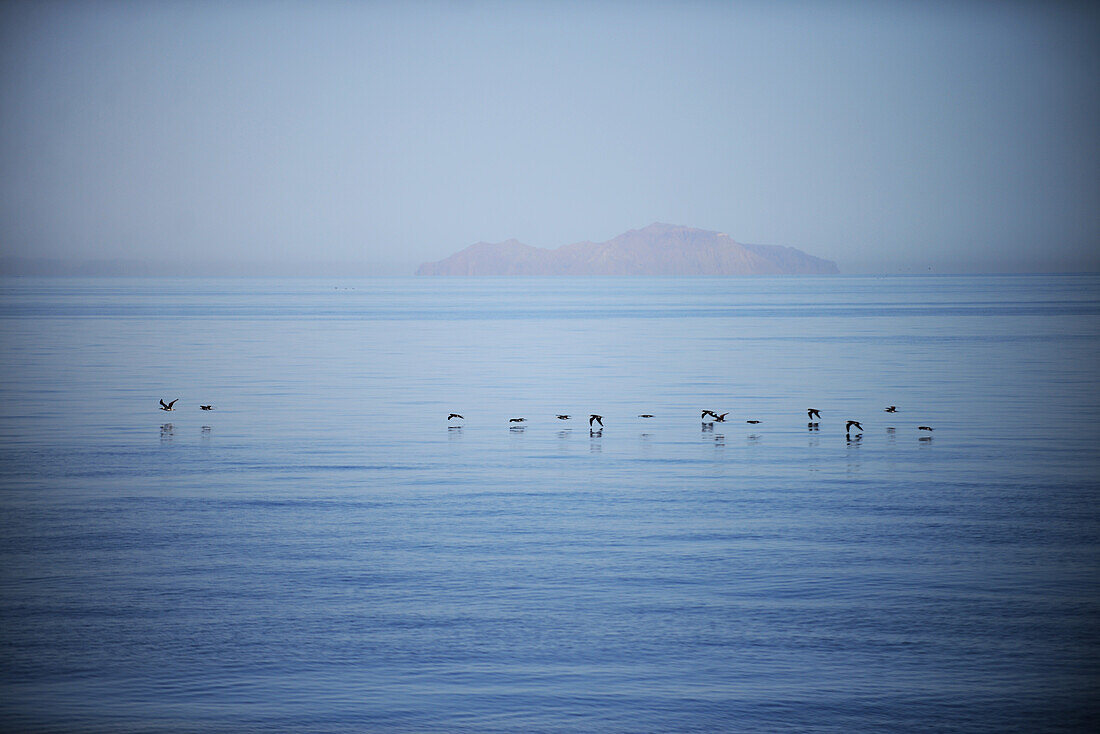Flock of birds fly in line formation, Sea of Cortez, Baja California, Mexico