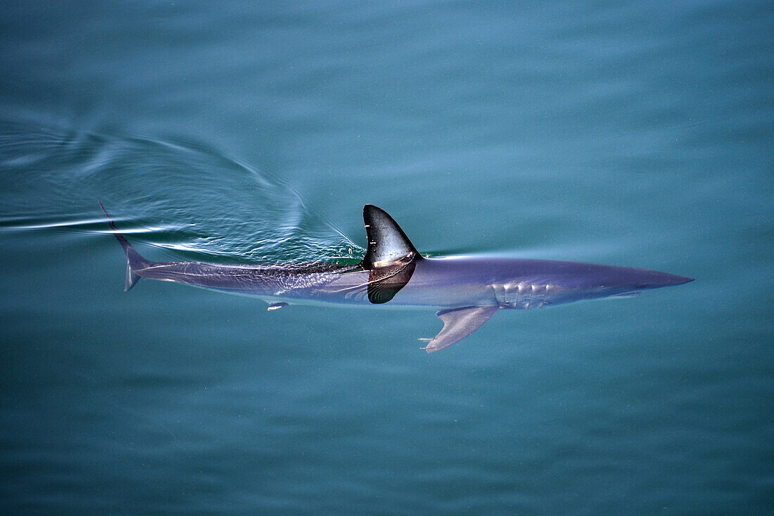 Kurzflossen-Makohai (Isurus oxyrinchus), der im offenen Wasser unter der Oberfläche schwimmt und das Wasser mit der Rückenflosse bricht, Baja California, Mexiko.