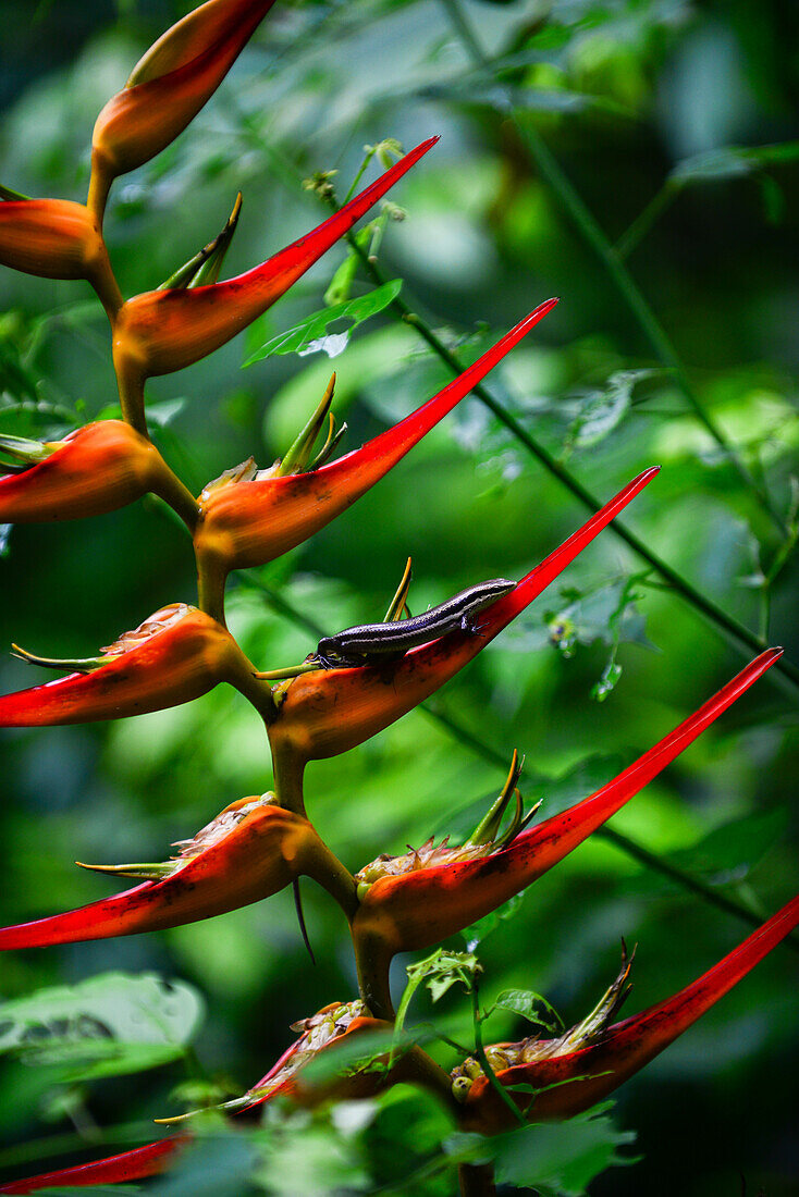 Small lizard on heliconia plant in Manuel Antonio National Park in Costa Rica
