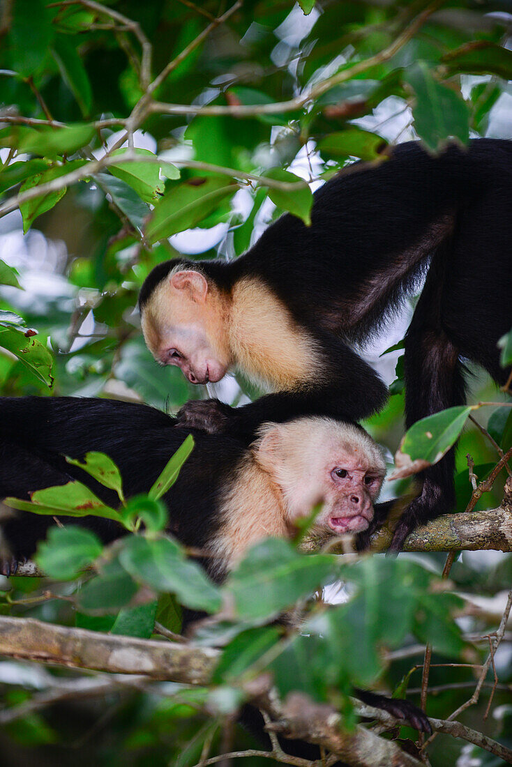 Pärchen panamaischer Weißgesichtskapuziner bei der Fellpflege auf einem Baum im Manuel Antonio Nationalpark, Costa Rica