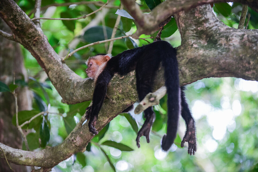 Panamanian White-faced Capuchin in Manuel Antonio National Park, Costa Rica