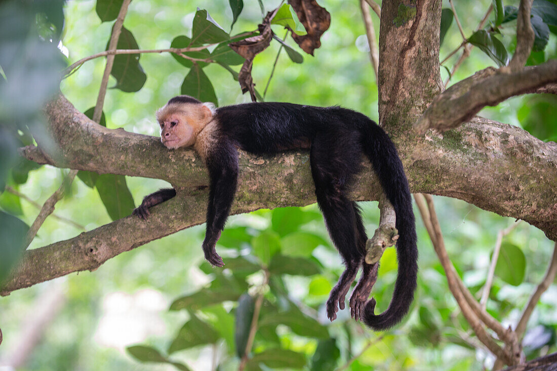 Weißgesichtskapuziner aus Panama liegt entspannt auf einem Ast im Manuel-Antonio-Nationalpark, Costa Rica