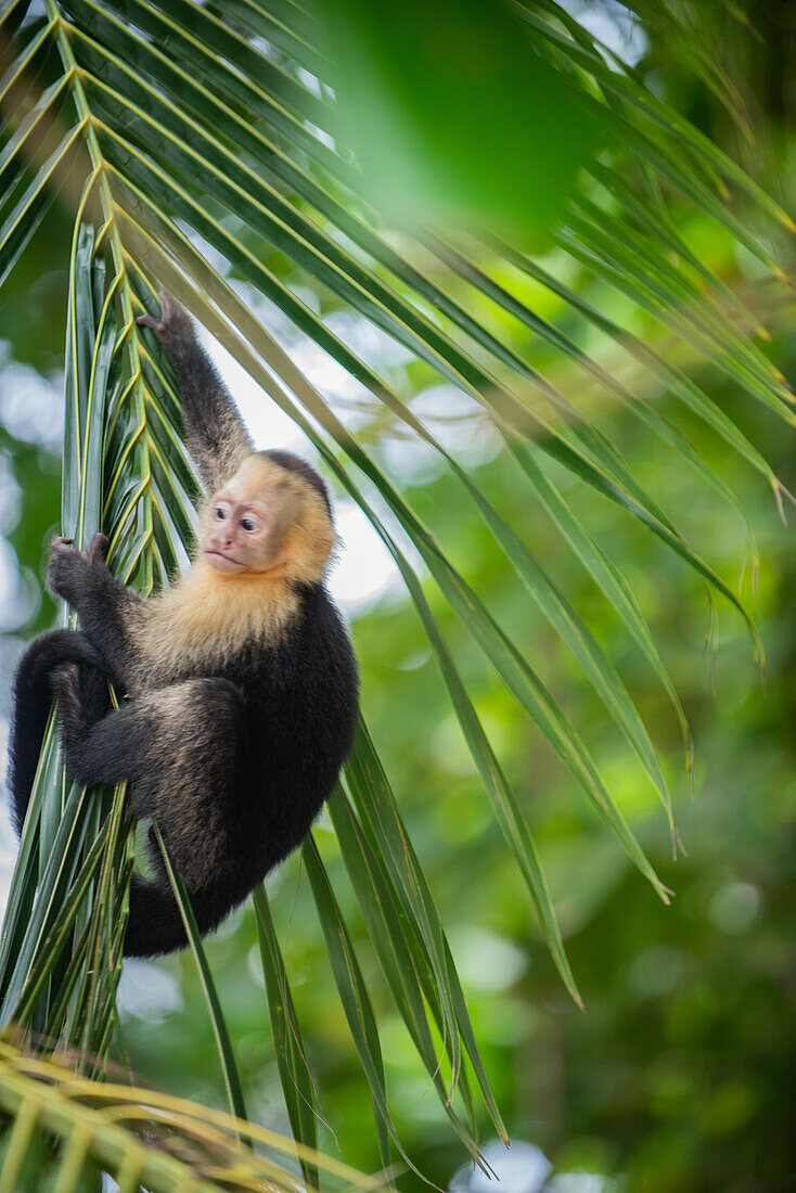 Portrait of Panamanian White-faced Capuchin on tree branch in Manuel Antonio National Park, Costa Rica