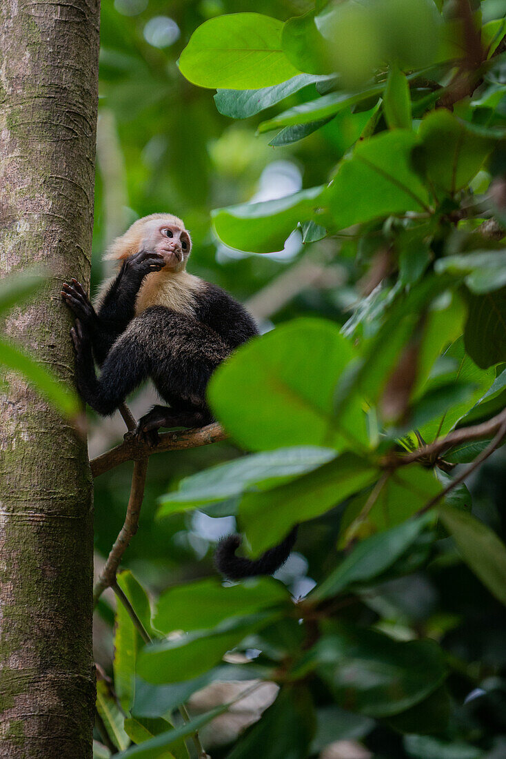 Panamanian White-faced Capuchin climbing tree in Manuel Antonio National Park, Costa Rica
