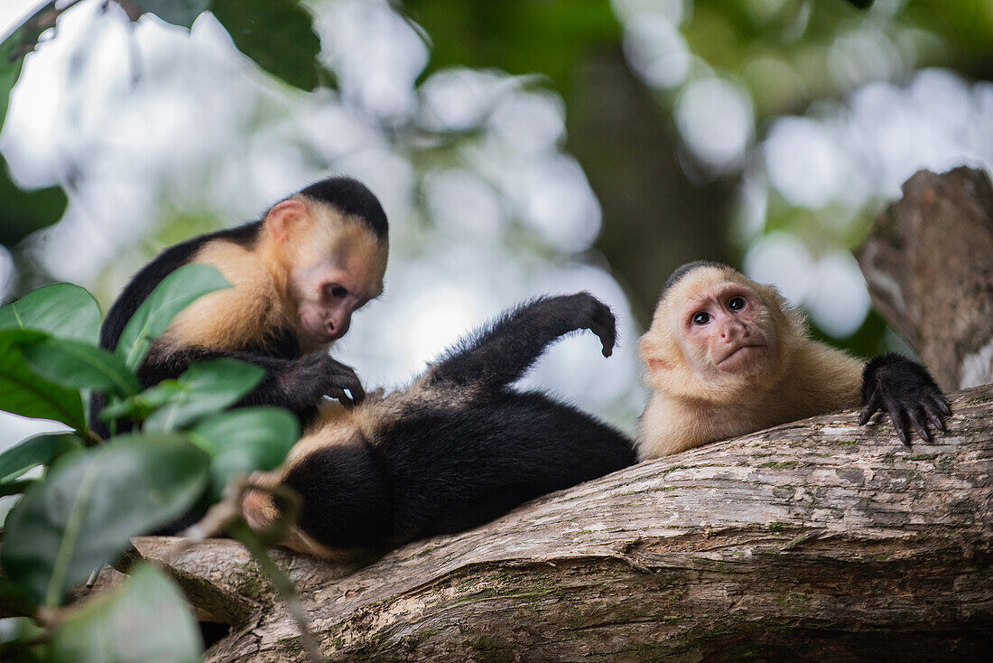 Group of Panamanian White-faced Capuchins social grooming on tree in Manuel Antonio National Park, Costa Rica