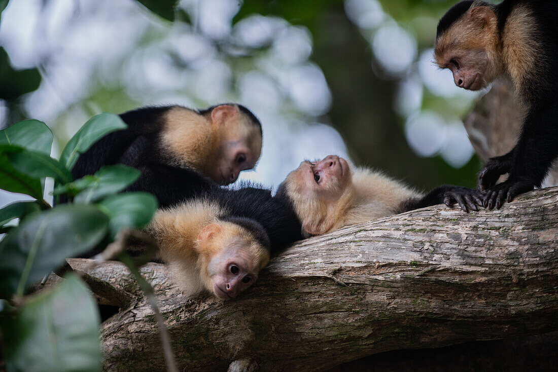 Group of Panamanian White-faced Capuchins social grooming on tree in Manuel Antonio National Park, Costa Rica