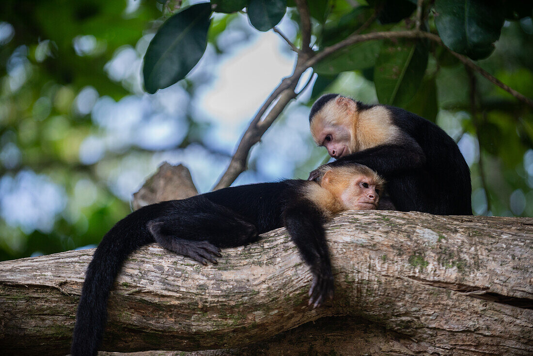 Couple of Panamanian White-faced Capuchins social grooming on tree in Manuel Antonio National Park, Costa Rica
