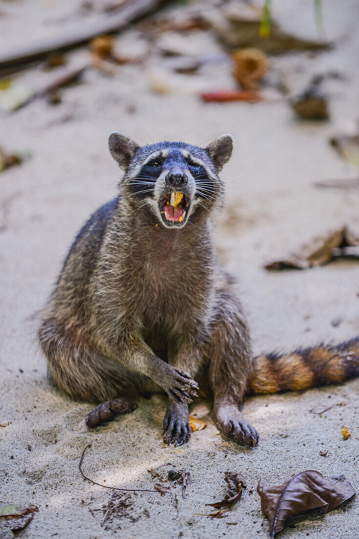 Raccoon on the beach in Manuel Antonio National Park, Costa Rica