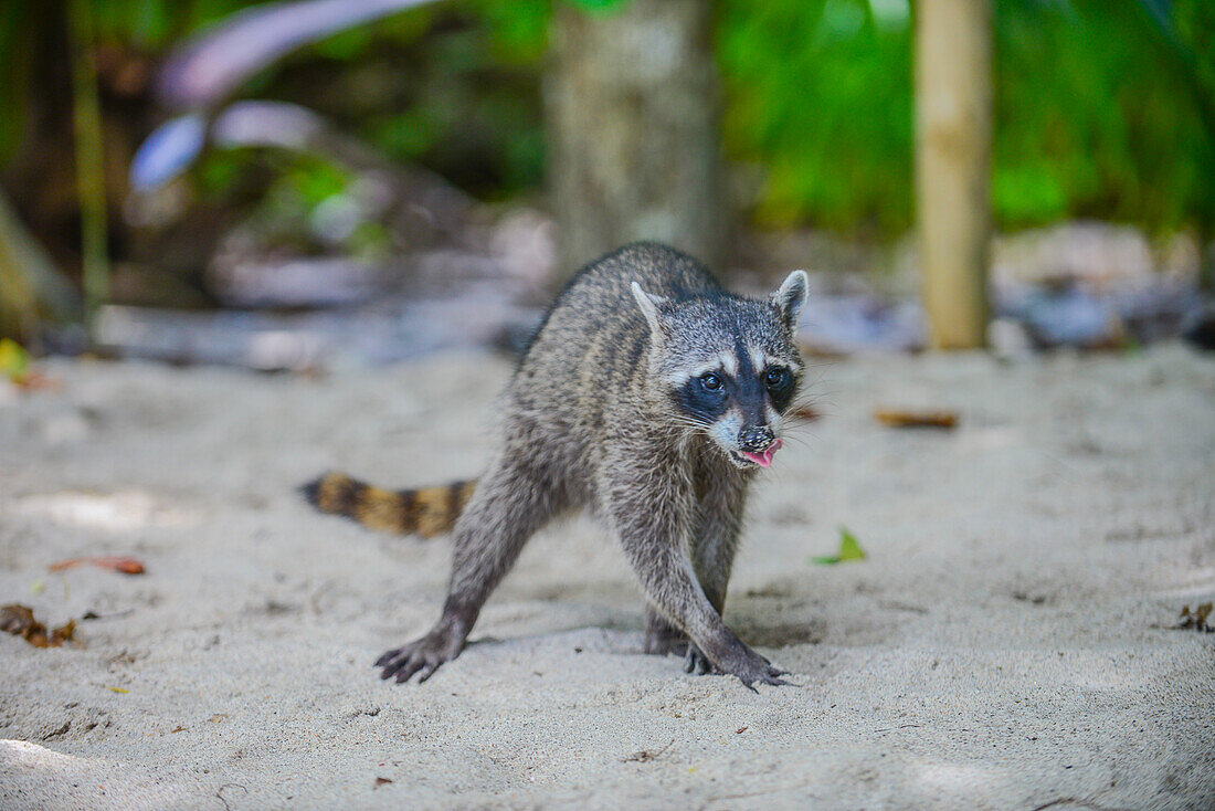 Raccoon on the beach in Manuel Antonio National Park, Costa Rica