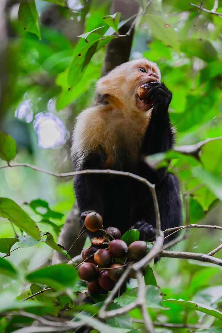 Weißgesichtskapuziner aus Panama frisst auf einem Baum im Manuel-Antonio-Nationalpark, Costa Rica