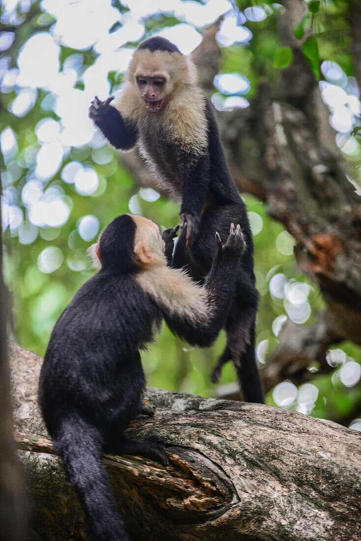 Couple of Panamanian White-faced Capuchins interact on tree in Manuel Antonio National Park, Costa Rica