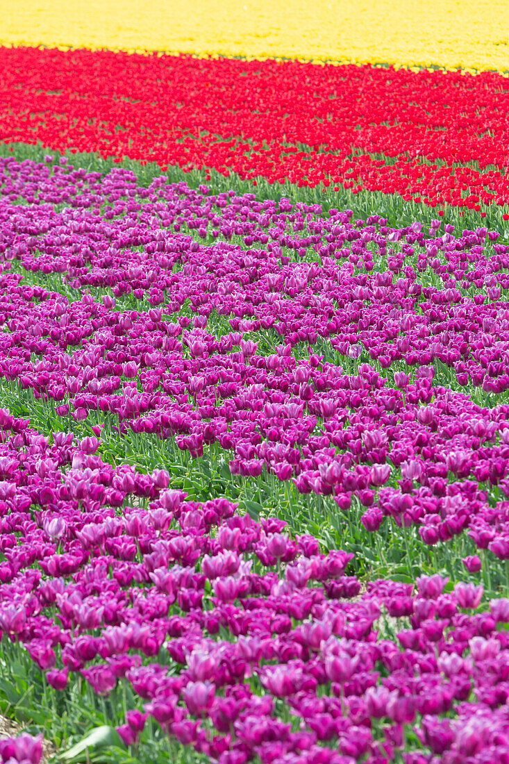 Tulip Fields near Lisse, South Holland, Netherlands