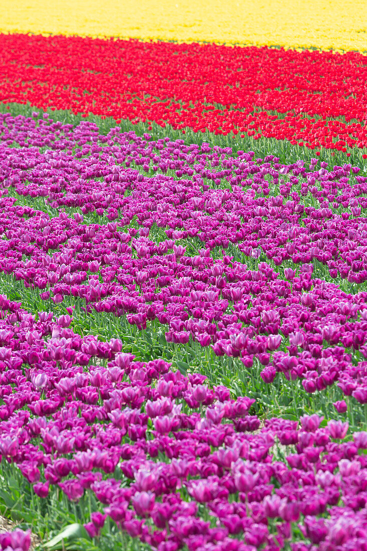 Tulpenfelder bei Lisse, Süd-Holland, Niederlande