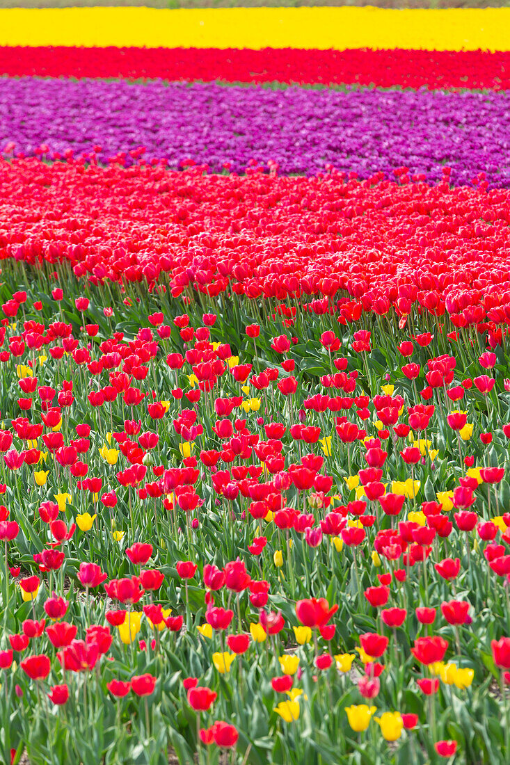 Tulip Fields near Lisse, South Holland, Netherlands