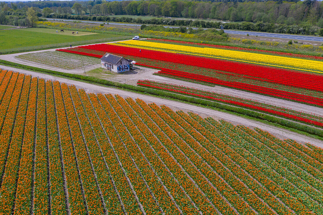 Tulpenfelder in der Nähe von Lisse, Süd-Holland, Niederlande