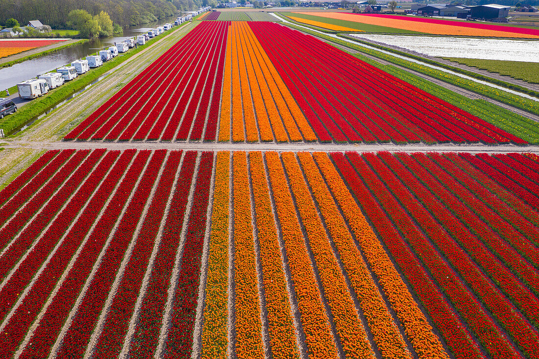 Tulip Fields near Lisse, South Holland, Netherlands