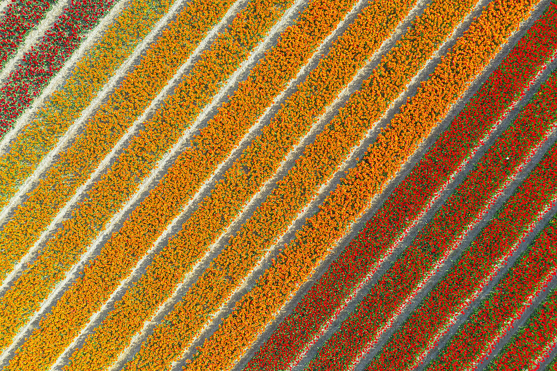 Tulip Fields near Lisse, South Holland, Netherlands