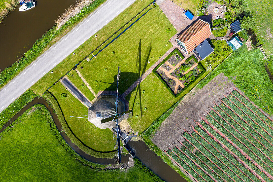 Tulpenfelder und Windmühle in Schagen bei Alkmaar und Den Helder, Nordholland, Niederlande