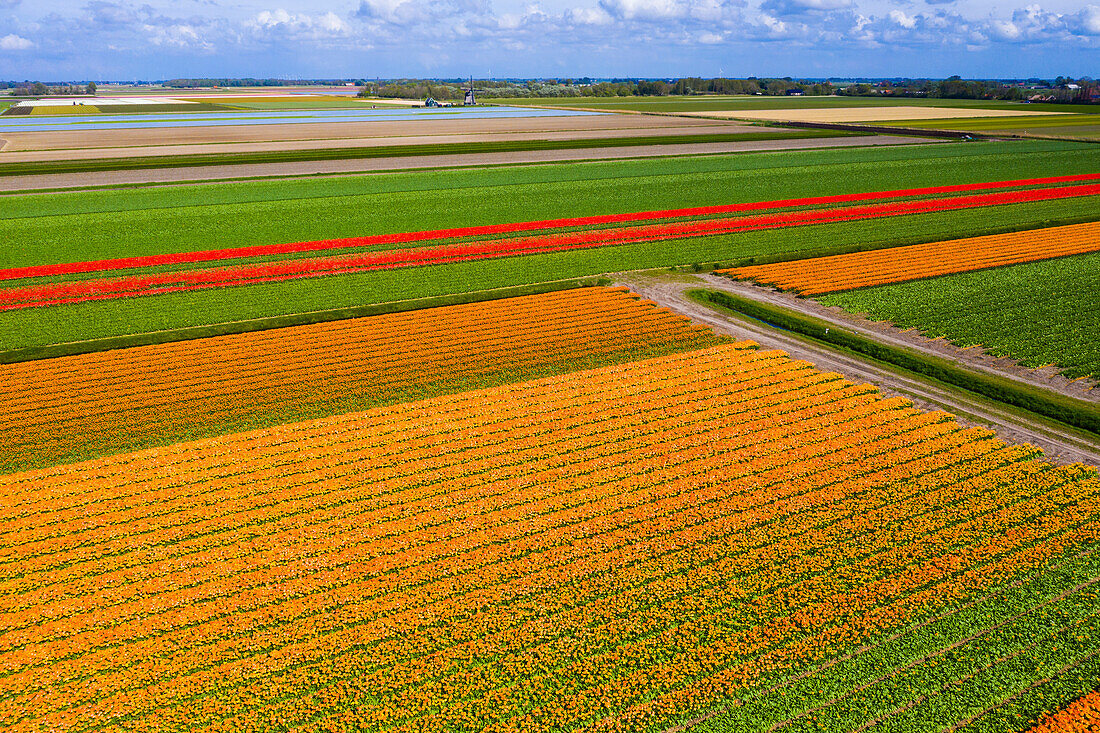 Tulpenfelder in Schagen bei Alkmaar und Den Helder, Nordholland, Niederlande