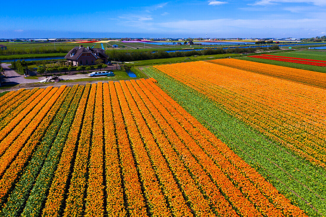 Tulip fields in Schagen near Alkmaar and Den Helder, North Holland, Netherlands