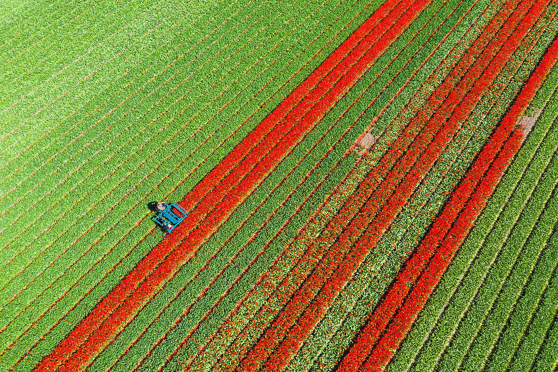 Tulip fields in Schagen near Alkmaar and Den Helder, North Holland, Netherlands