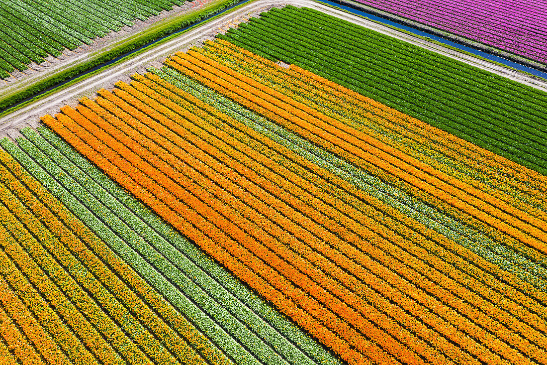 Tulpenfelder in Schagen bei Alkmaar und Den Helder, Nordholland, Niederlande