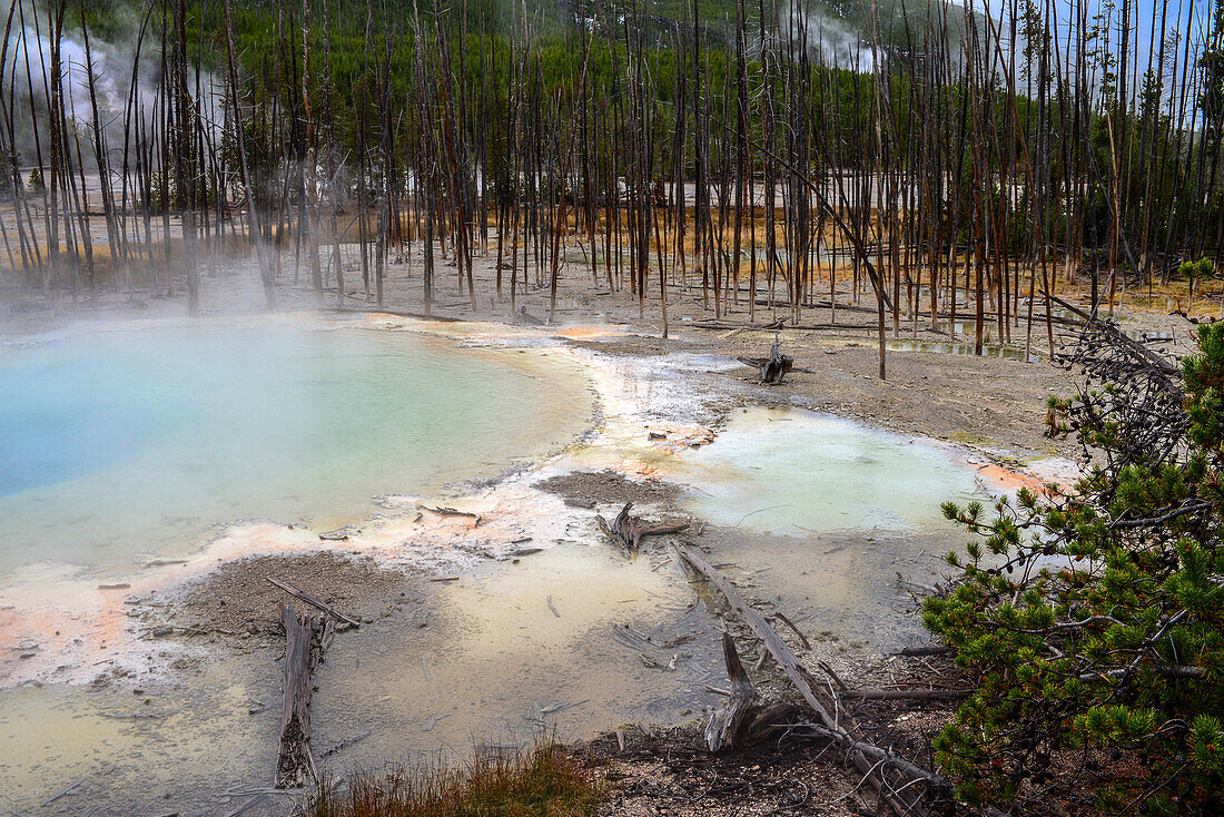 Norris Geyser Basin in Yellowstone National Park, USA