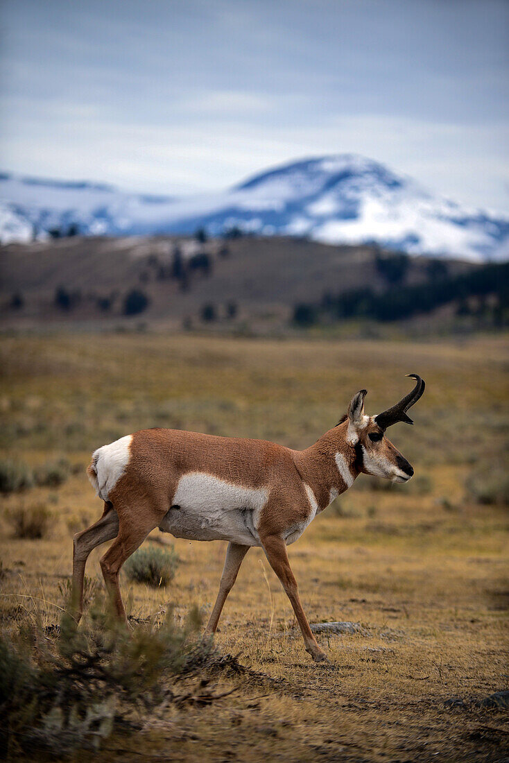 Gabelbockantilope (Antilocapra americana) im Yellowstone-Nationalpark, USA
