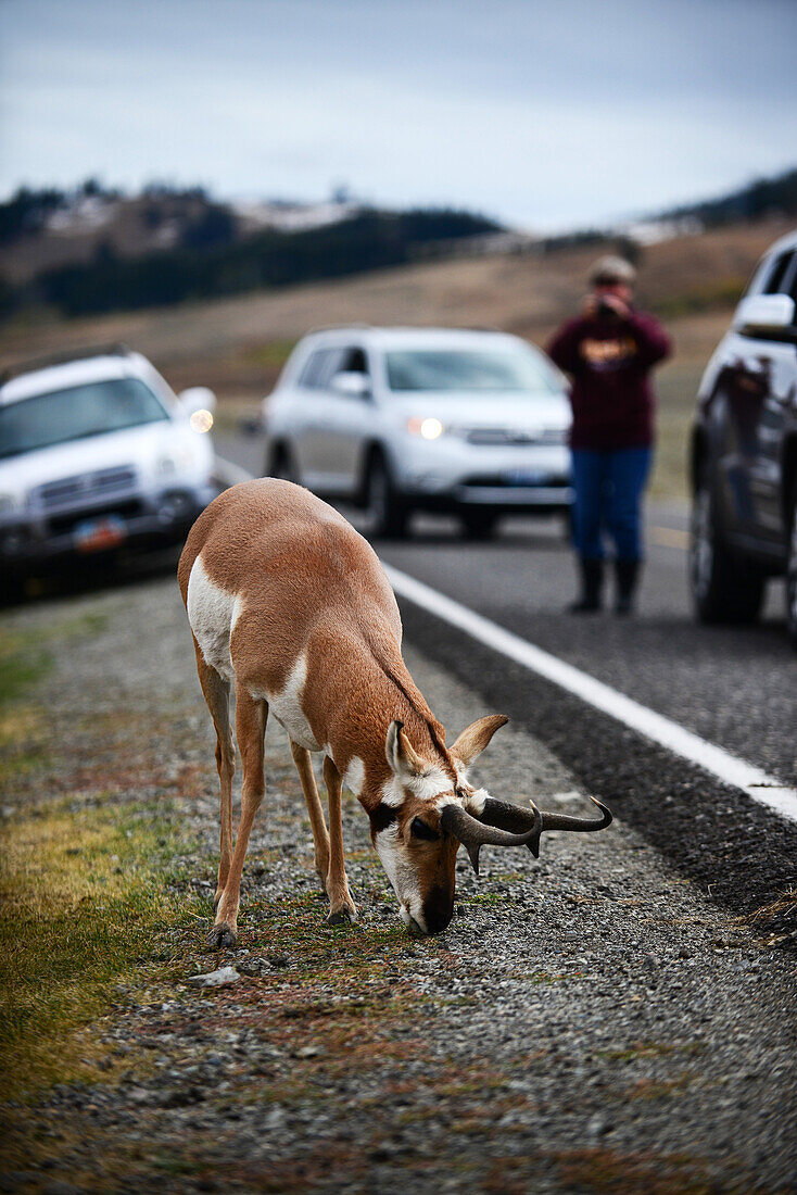 Besucher bewundern eine Gabelbockantilope (Antilocapra americana) im Yellowstone-Nationalpark, USA
