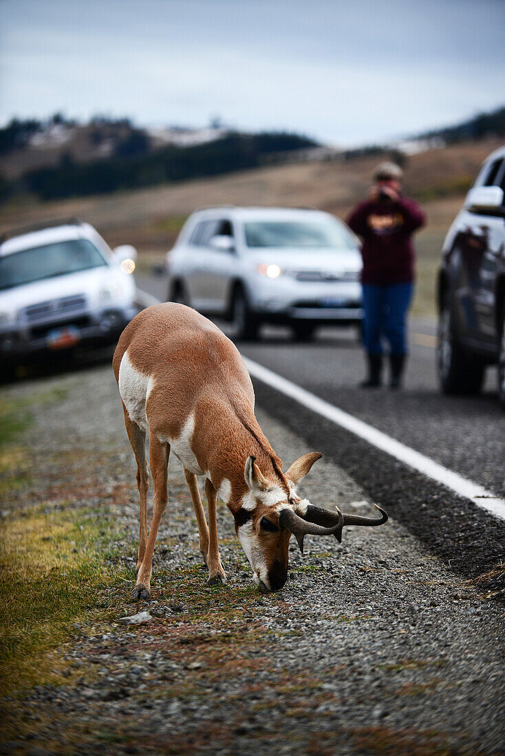 Visitors admire a Pronghorn Antelope (Antilocapra americana) in Yellowstone National Park, USA