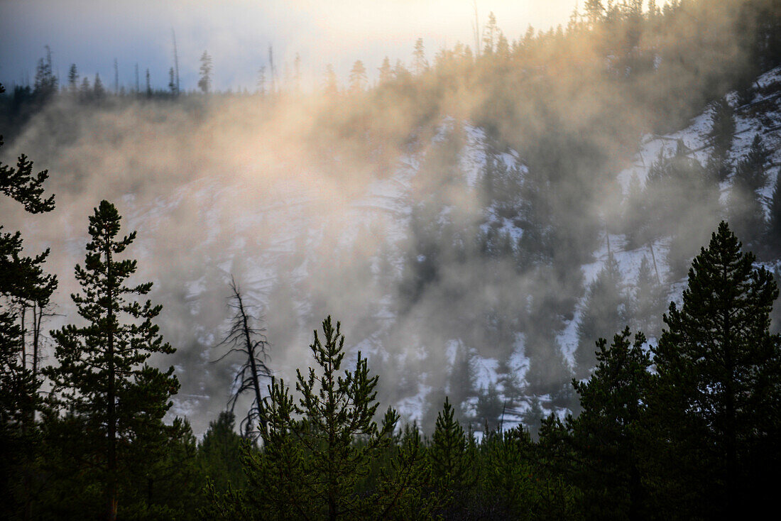 Fumaroles among the trees in Yellowstone National Park, USA