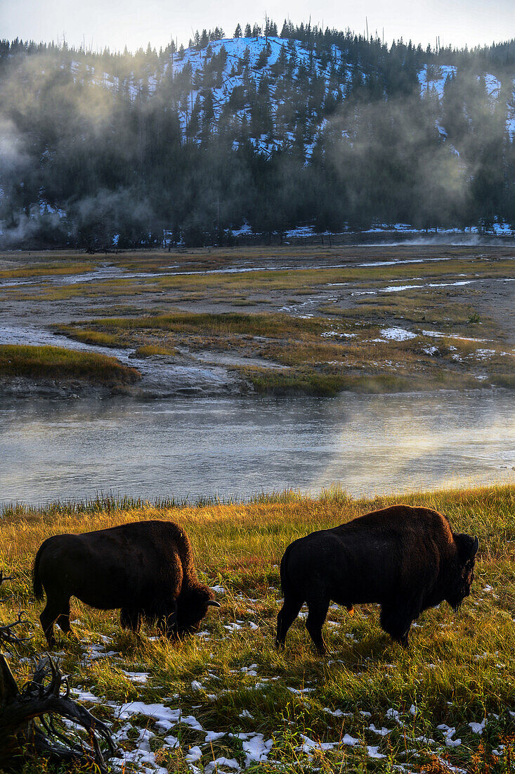 America Bison (Bison bison) in Yellowstone National Park, USA