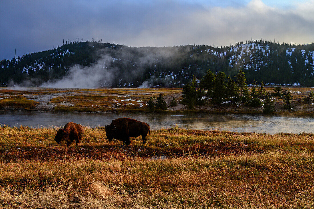 America Bison (Bison bison) in Yellowstone National Park, USA