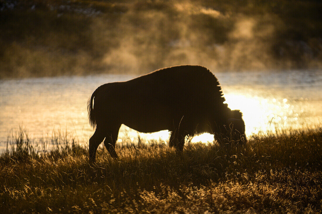 America Bison (Bison bison) in Yellowstone National Park, USA