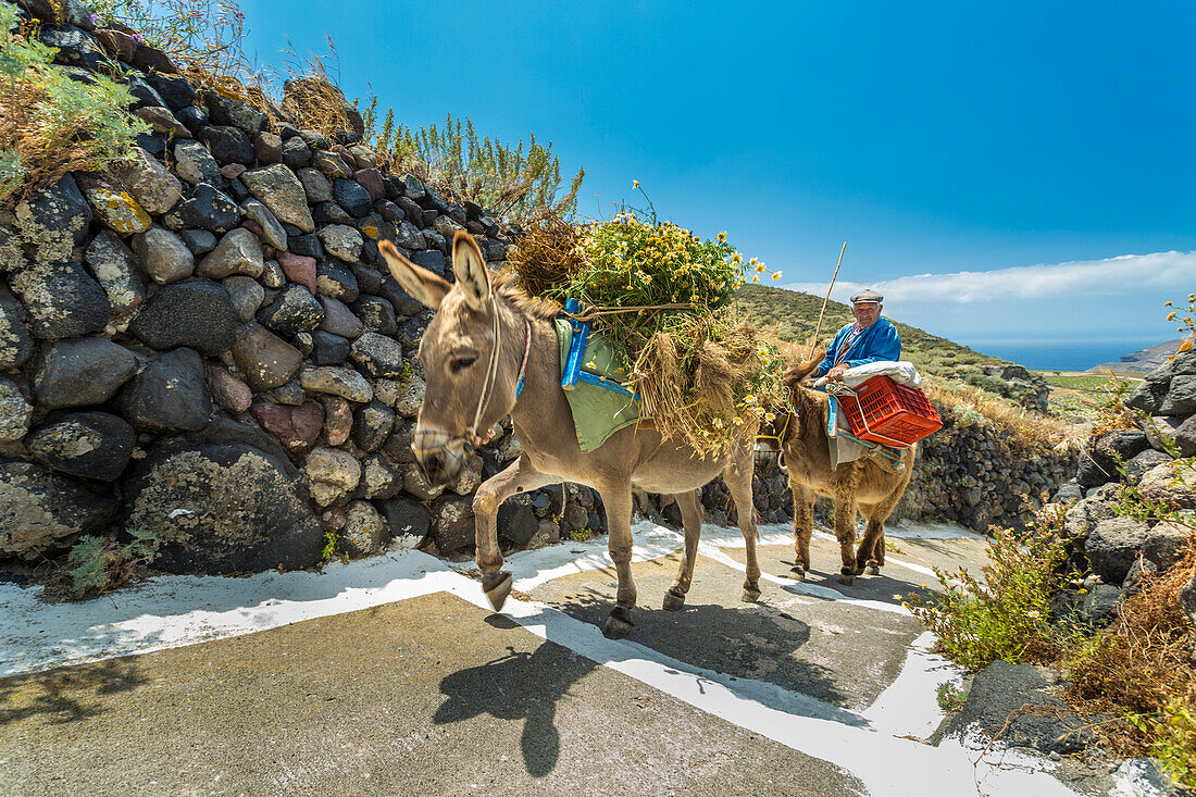 Bauer und Esel beim Treppensteigen in Santorini, Kykladeninseln, Griechenland