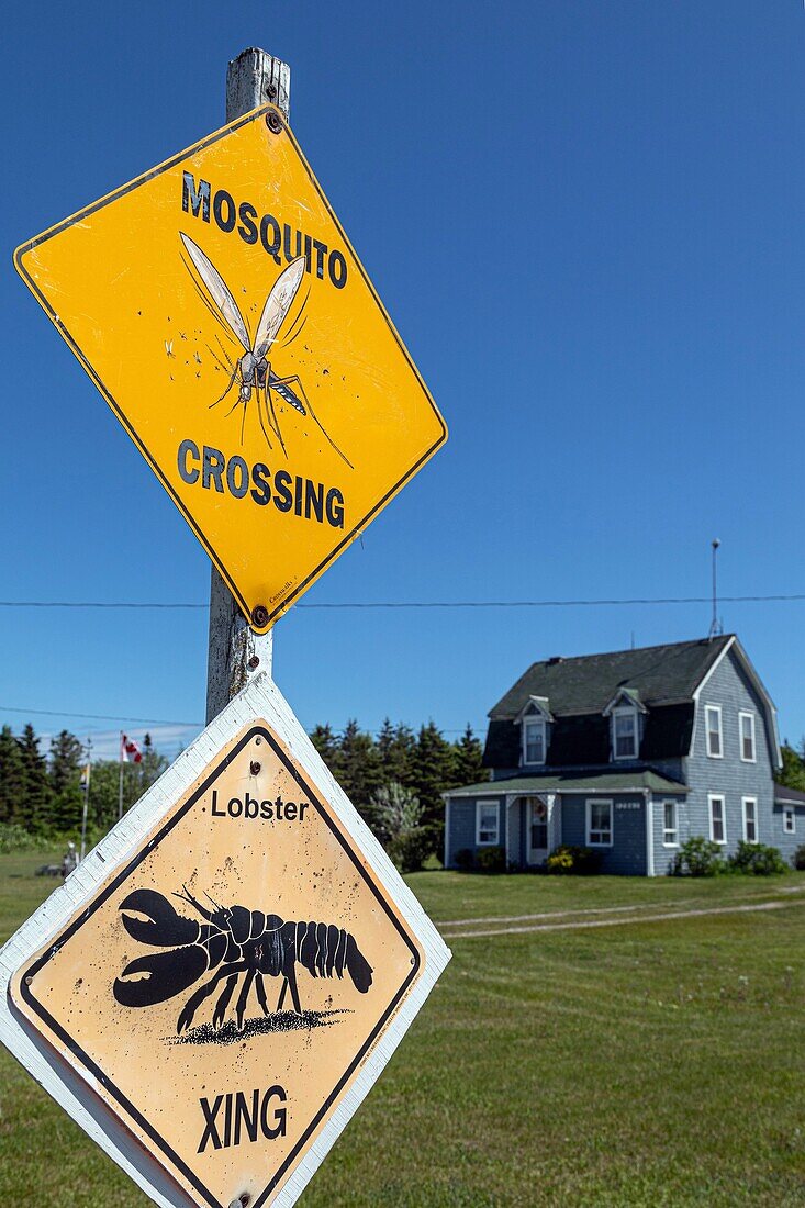 Funny signs warning of lobster and mosquito crossings, miscou island, new brunswick, canada, north america