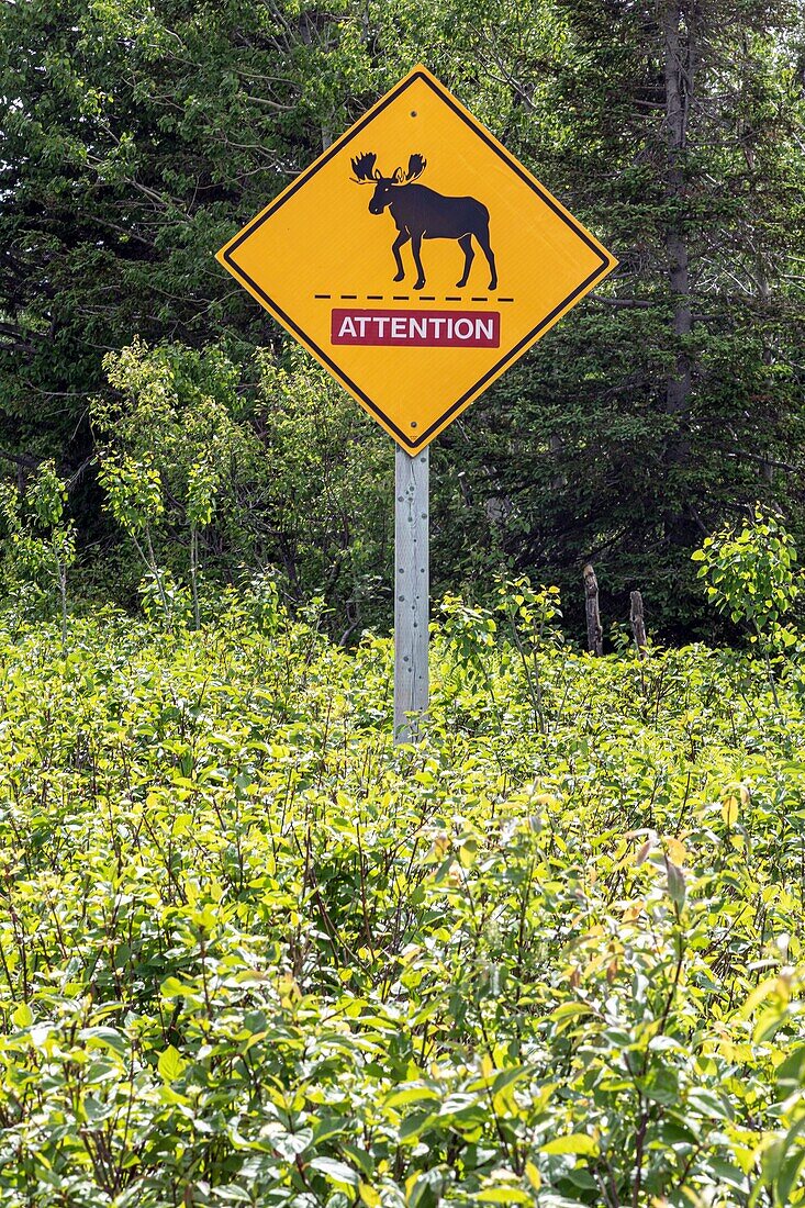 Sign warning of the presence of moos, potentially dangerous, miscou island, new brunswick, canada, north america