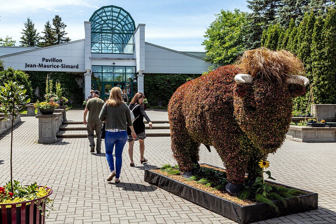 Vegetal sculpture of a bull at the entrance, botanical garden, mosaiculture, edmundston, new brunswick, canada, north america