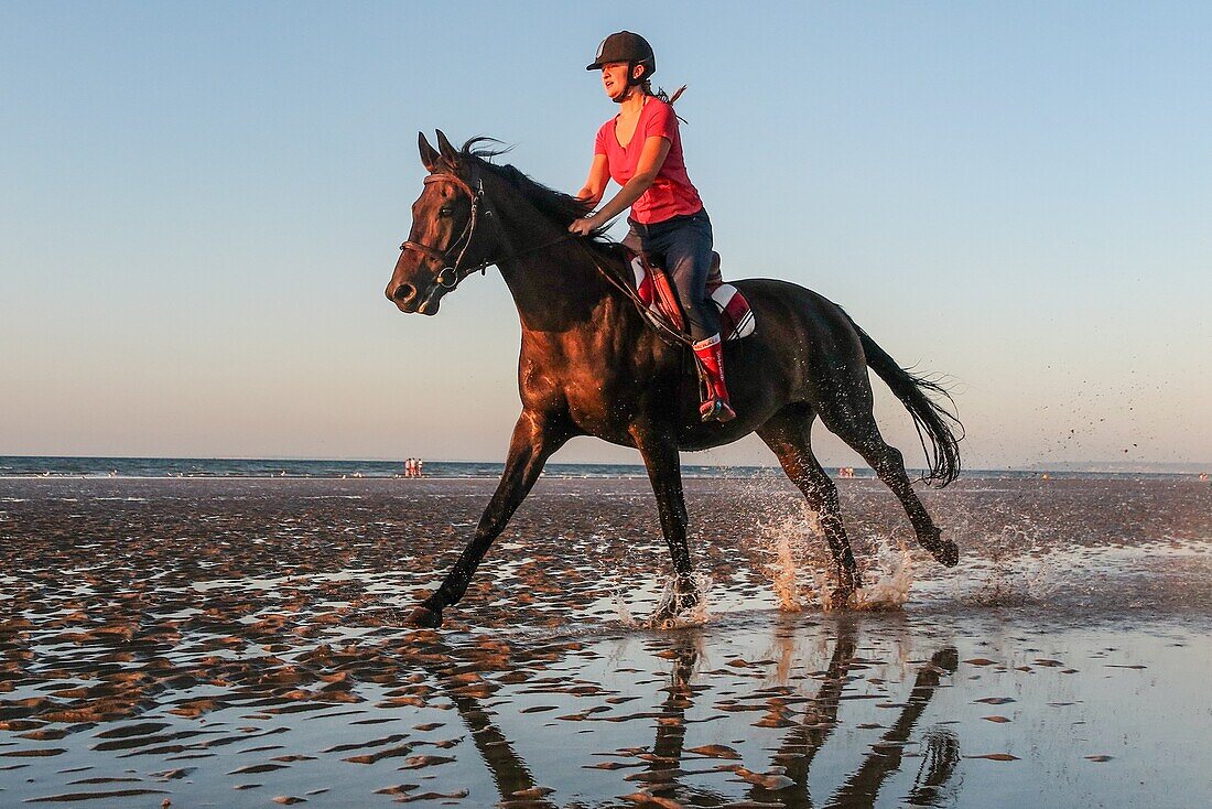 Ausbildung von Rennpferden am Strand von Cabourg, Côte Fleurie, Calvados, Normandie, Frankreich