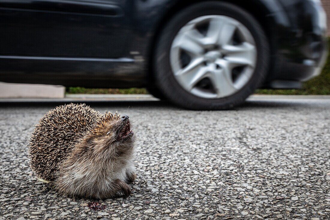 Hedgehog that has been run over by a car on the road, rugles, eure, normandy, france