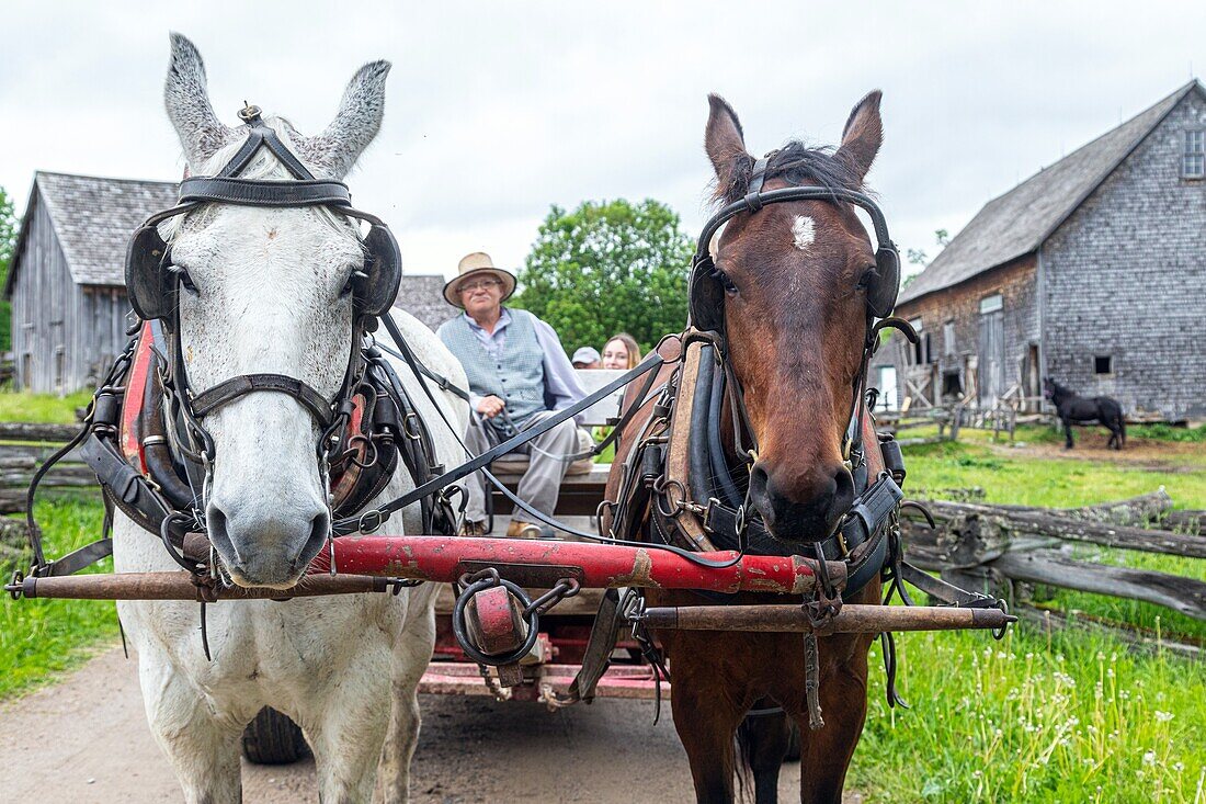 Period horse harnessing for farm work and transport, kings landing, historic anglophone village, prince william parish, fredericton, new brunswick, canada, north america