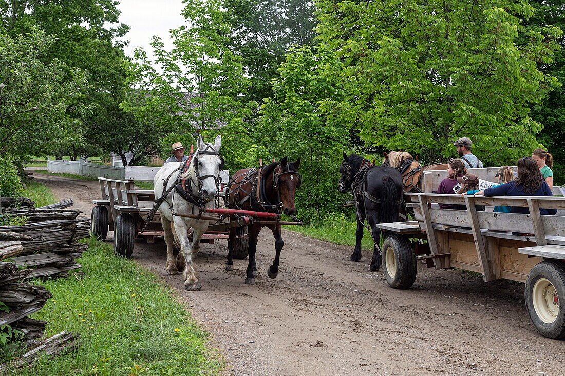 Period horse harnessing for taking visitors around, kings landing, historic anglophone village, prince william parish, fredericton, new brunswick, canada, north america