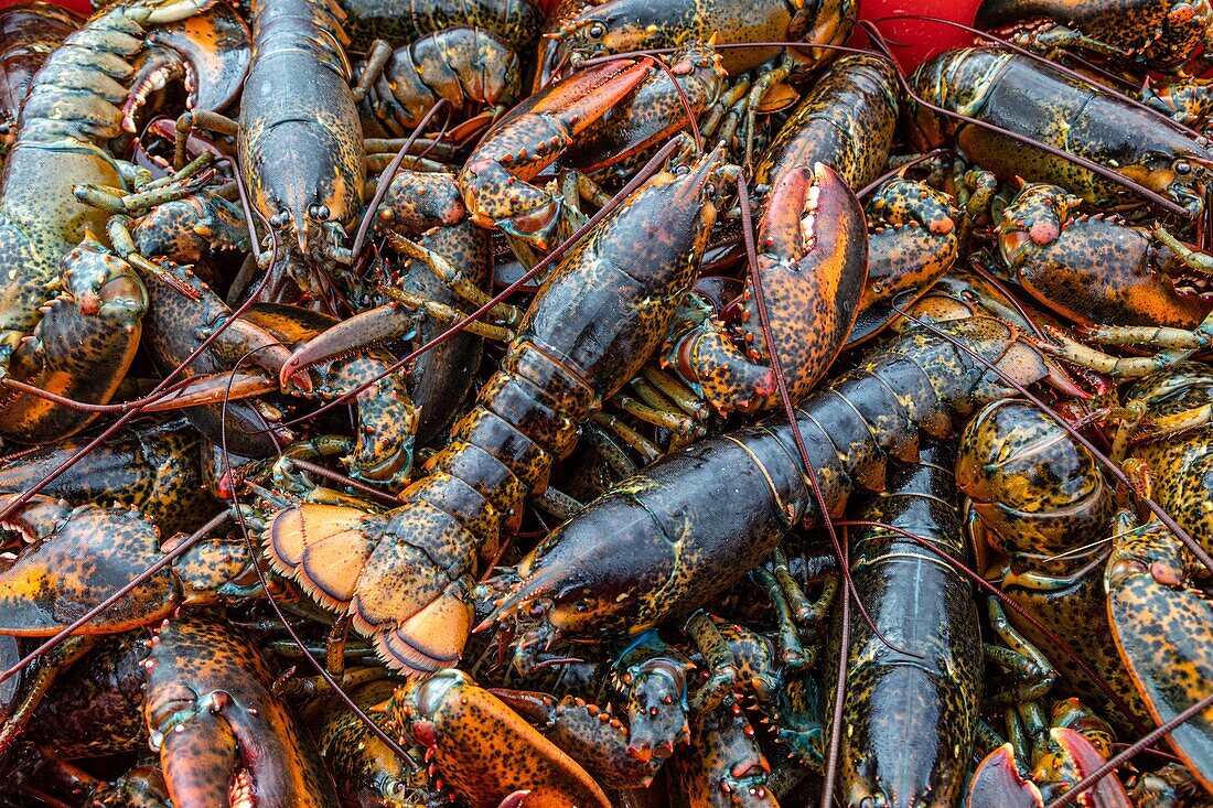 Canadian lobster, miscou port, miscou island, new brunswick, canada, north america