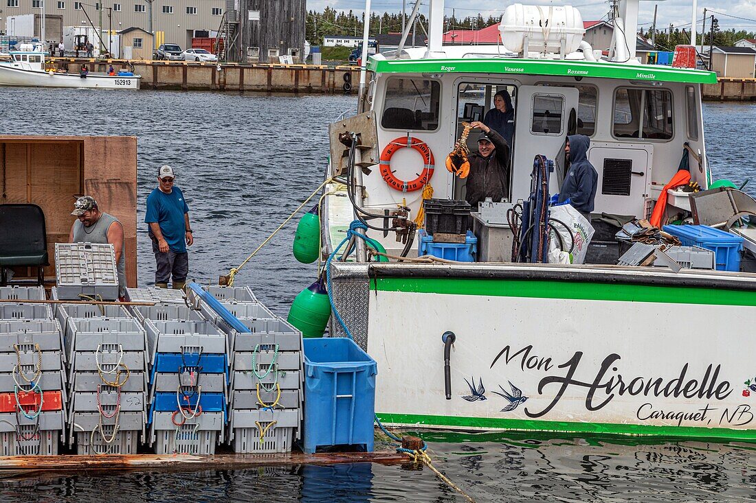 Entladen des Hummers vom Boot mon hirondelle im Hafen von Miscou, miscou island, new brunswick, kanada, nordamerika