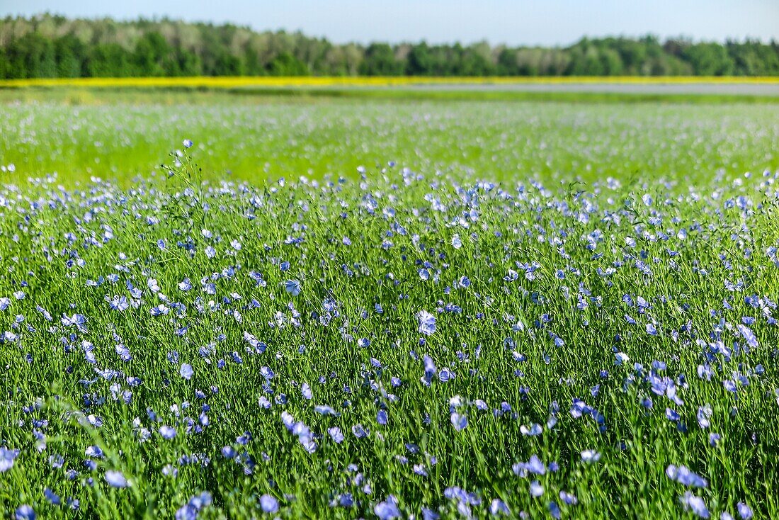 Blühendes Flachsfeld in Blautönen, rugles, eure, normandie, frankreich