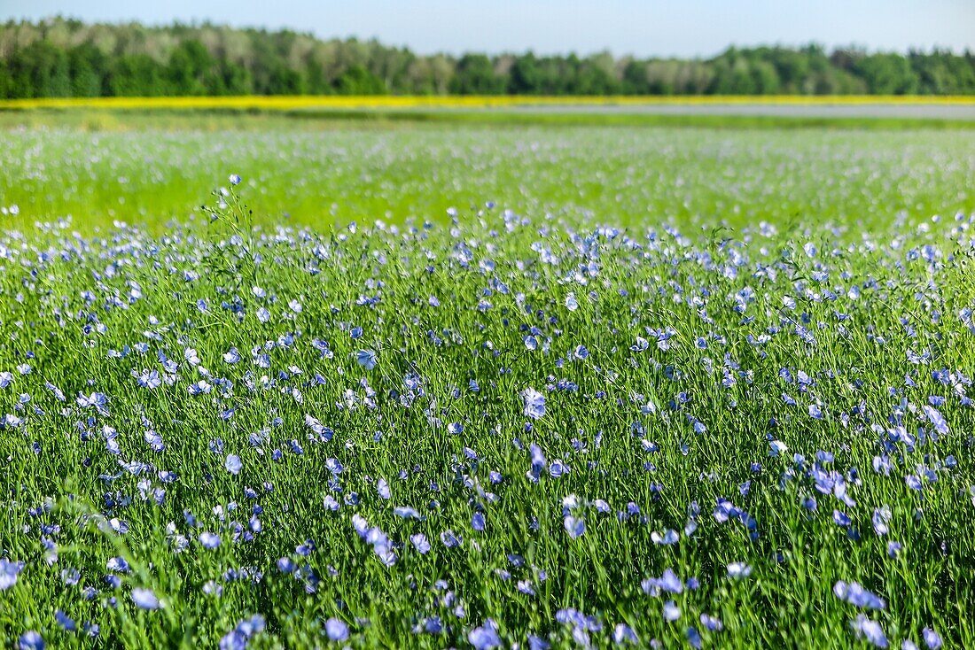 Flowering flax field in shades of blue, rugles, eure, normandy, france