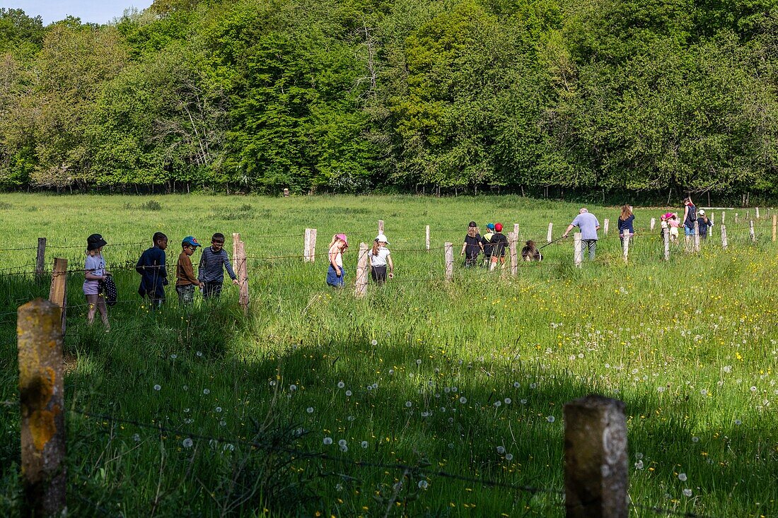 Elementary school pupils discovering nature, the flora and fauna in the countryside, bourth, eure, normandy, france