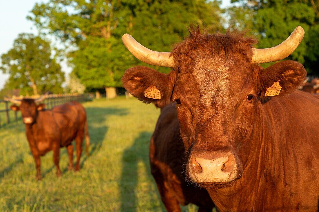 Herd of salers cows, rugles, normandy, france