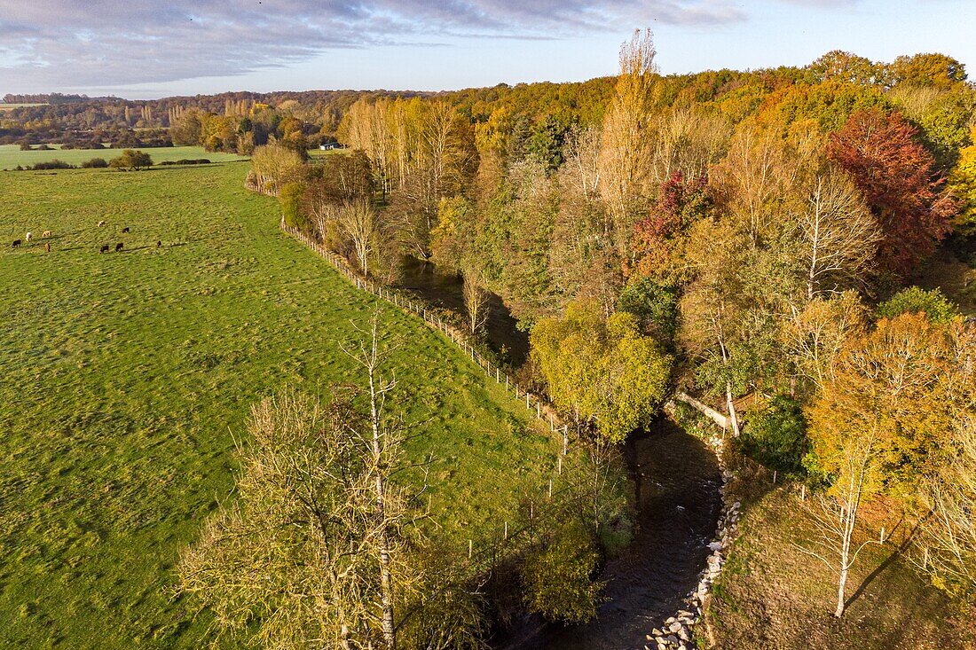 Herd of cows in an autumn landscape on the banks of the risle, rugles, eure, normandy, france
