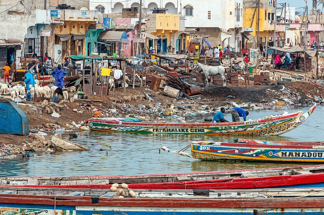 Straßenszene mit dem Ziegen- und Fischmarkt am Fluss, guet ndar, Viertel im Fischerdorf mit den bunten Pirogen, saint-louis-du-senegal, senegal, westafrika